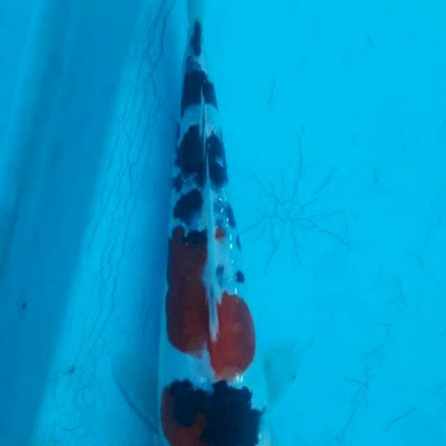 Sanke doitsu2 18cm