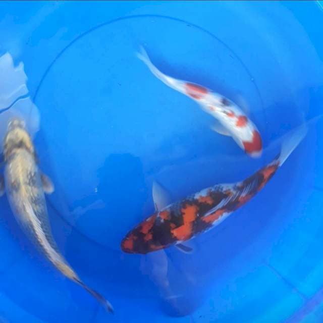 Mix 36,36,29 cm