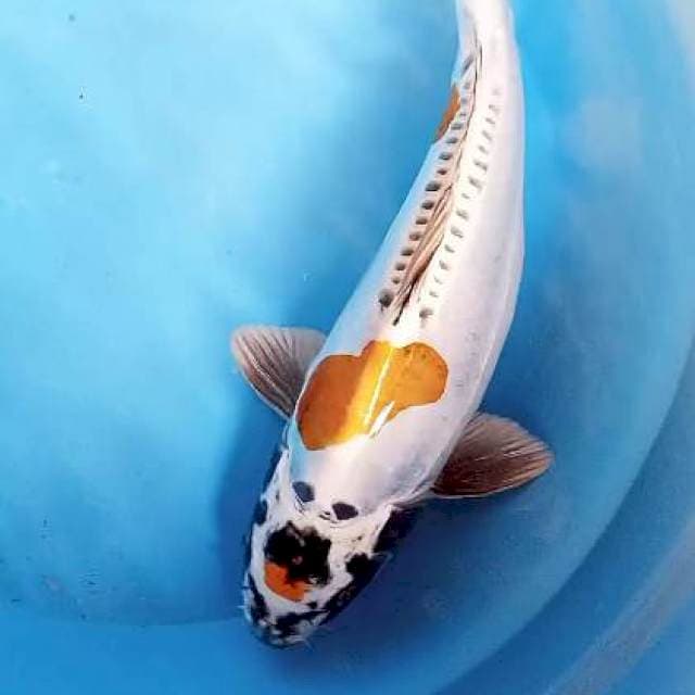 Maruten Kiko bersih 37 cm