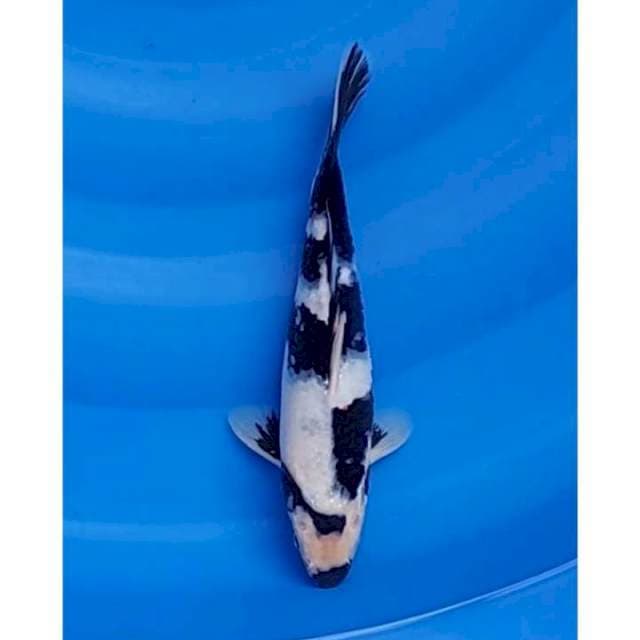 Shiro Utsuri Motogoro Seimbang 25cm (M)