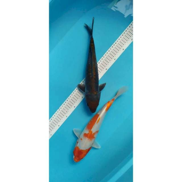 duo 35&36 cm