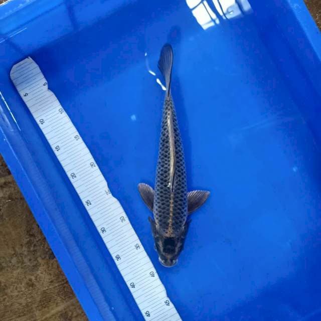 Mukasi 34cm Male
