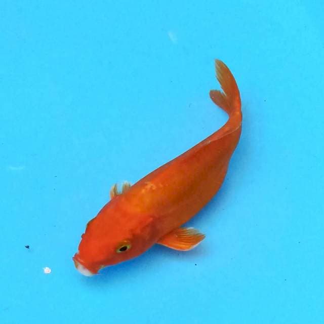 Orenji Ogon 15 cm