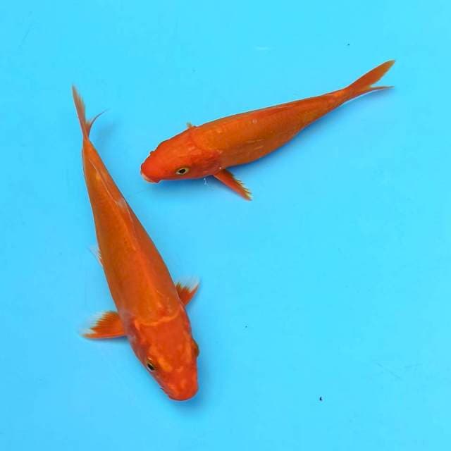 Orenji Ogon 16 cm