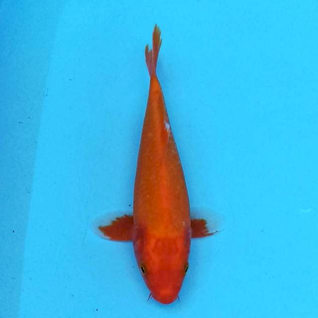 Orenji Ogon 21 cm