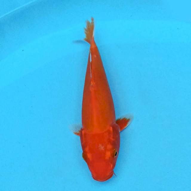 Orenji Ogon 22 cm