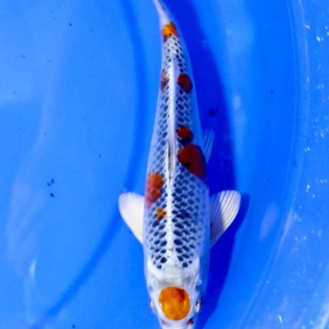 Maruten kujaku