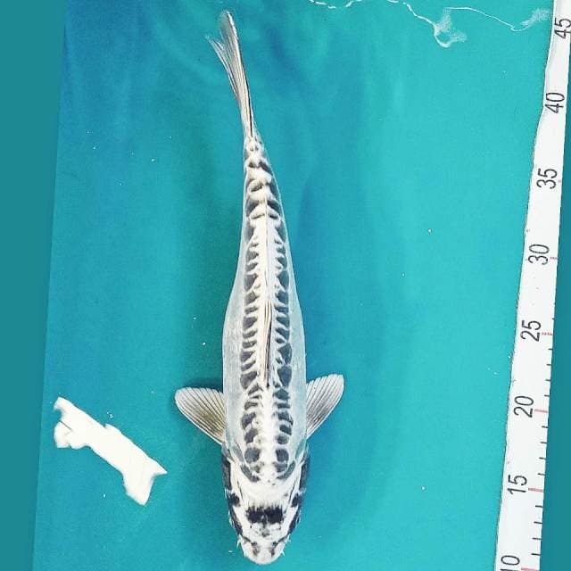 Kiko Jantan 33cm