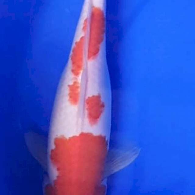 Kohaku 30Cm
