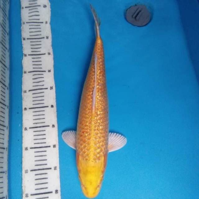 Yamabuki Ogon 45 cm