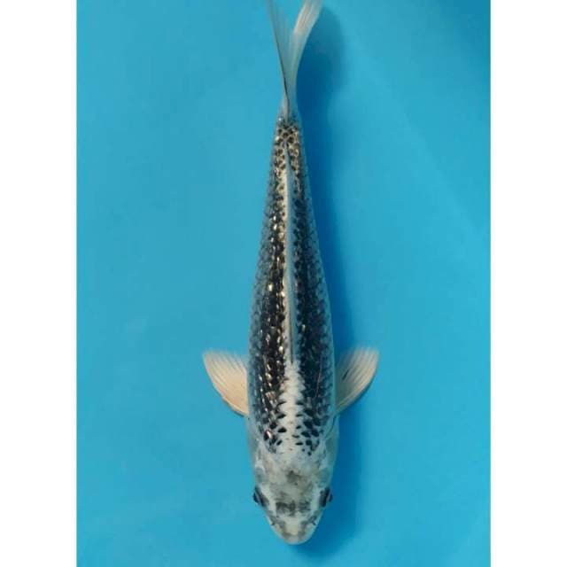 matsuba ginrin 30 cm
