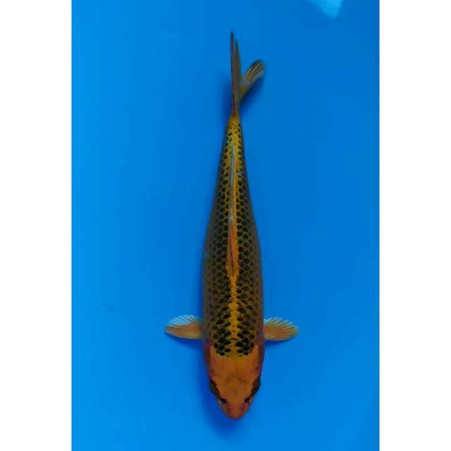 matsuba 30 cm