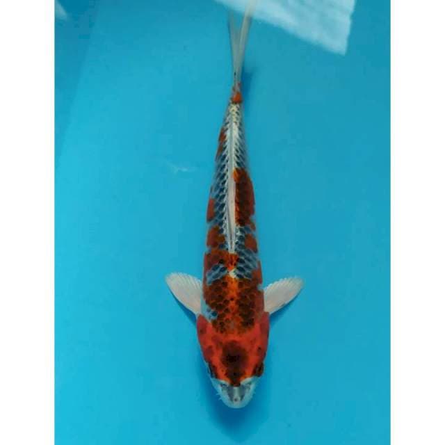 kujaku 27 cm