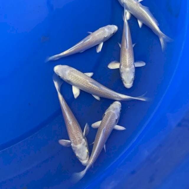 1 PLATINUM MARUDO IMPORT