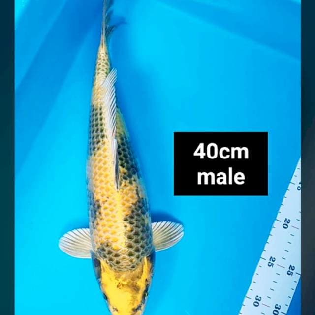Kin ki utsuri punuk 40cm male body josss
