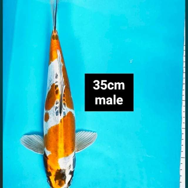 Kiko strong 35cm male