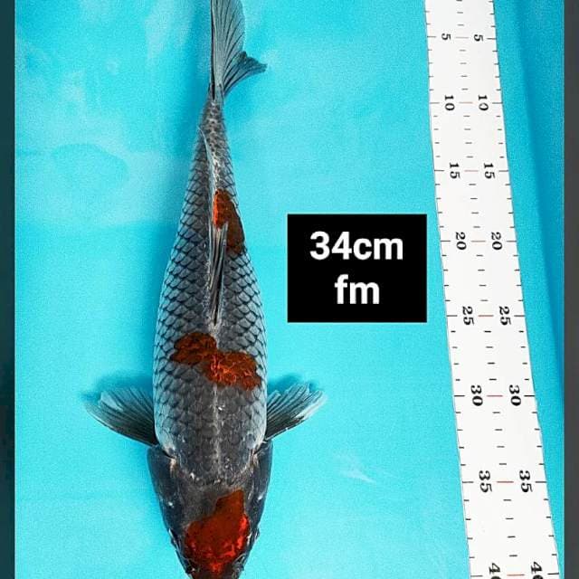 Ochiba strong 34cm