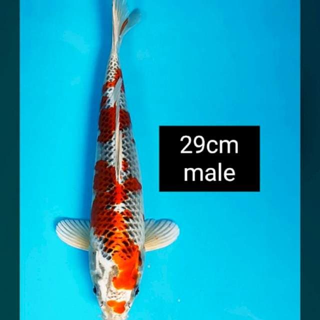 Kujaku jos 29cm male
