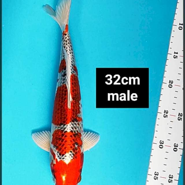 Kujaku SQ 32cm male