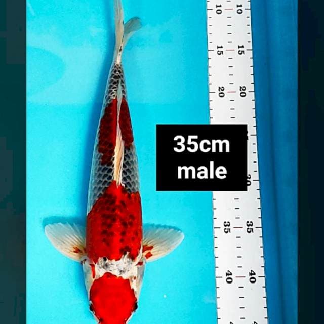 Maruten goshiki strong 35cm male