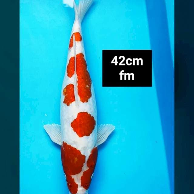 Kohaku hikari jos 42cm
