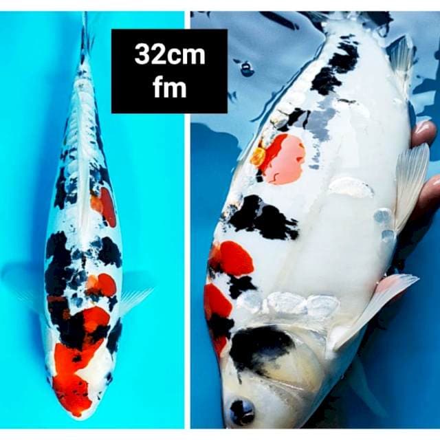 Sanke hikari punuk 32cm