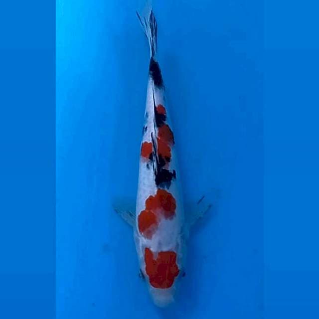 Sanke, 21 cm