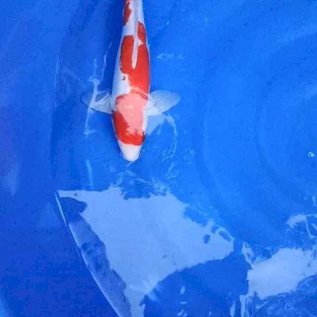 kohaku doitsu