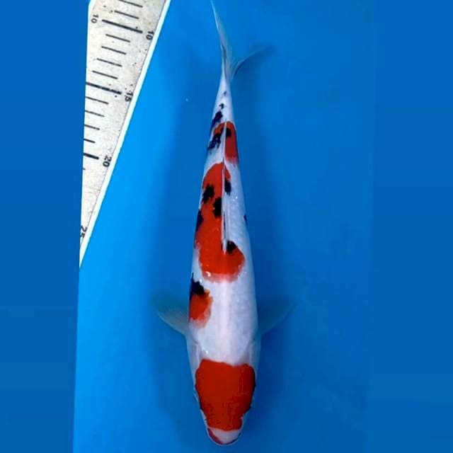 Sanke, 27 cm