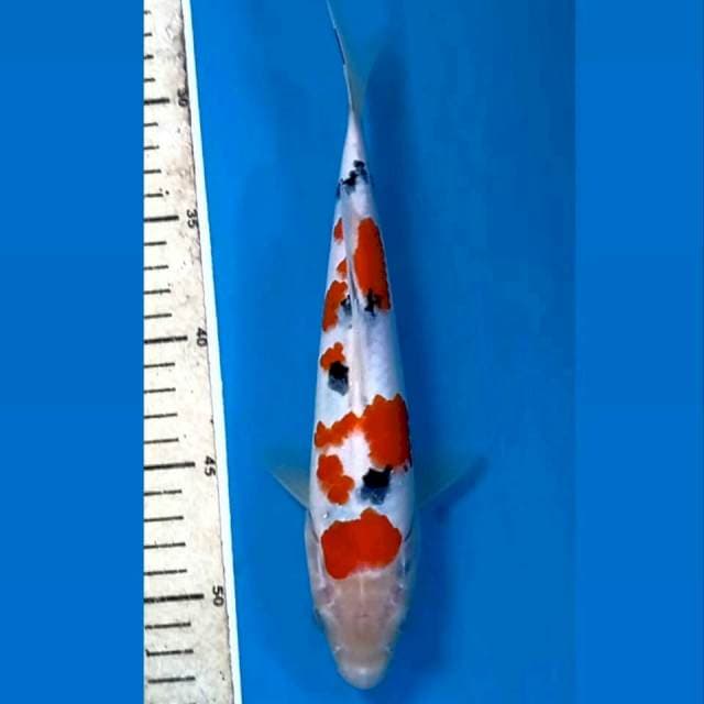 Sanke, 25 cm
