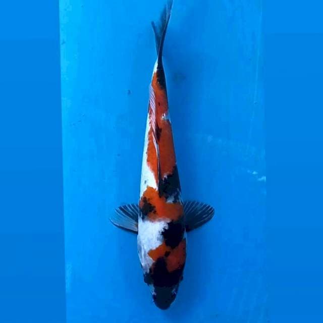 Showa, 22 cm