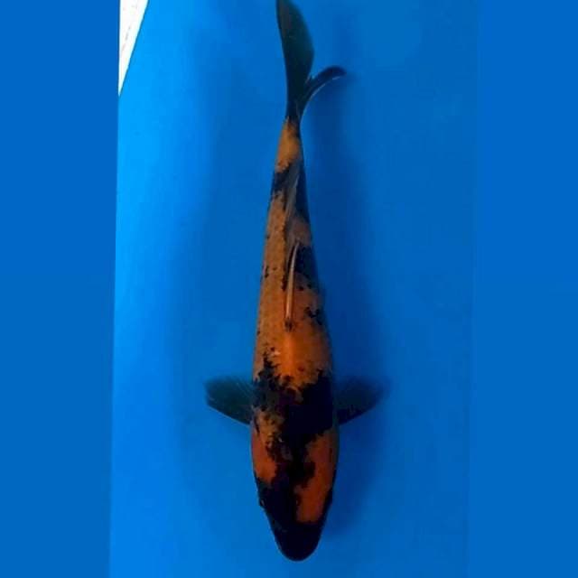 Hi utsuri, 22 cm