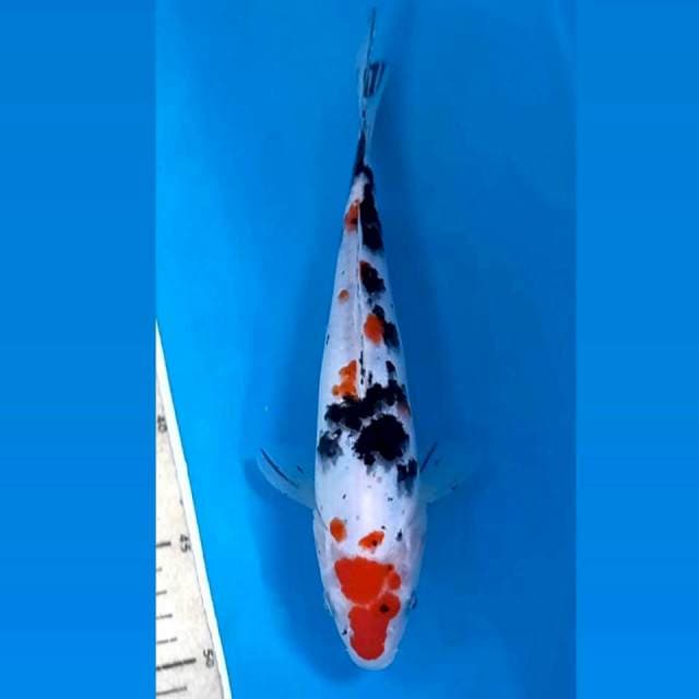 Sanke, 26 cm