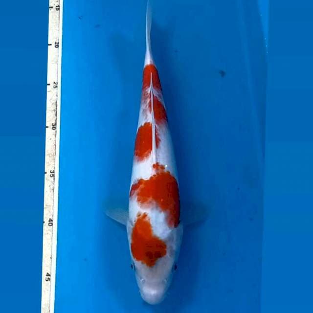 Kohaku, 31 cm
