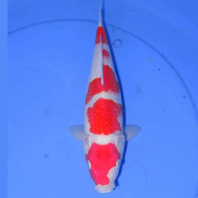 FUKIRITSU KOHAKU 30cm