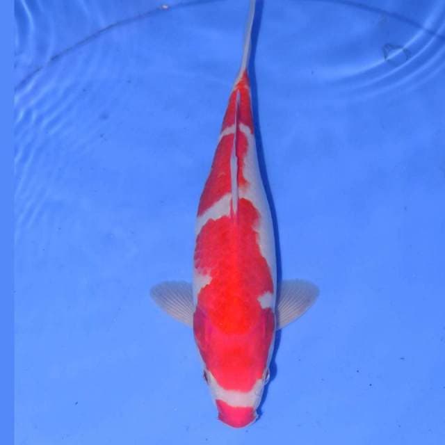 NOSHUKU KOHAKU