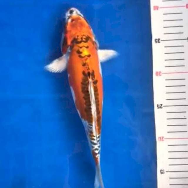 Kikkoryu 28cm