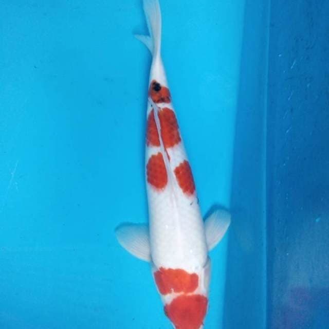 Sanke 38 cm