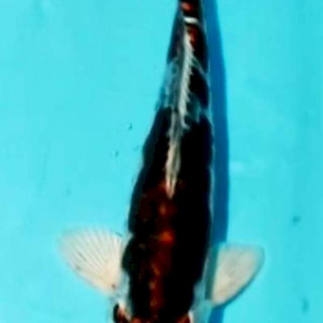 GOSHIKI doit 30CM