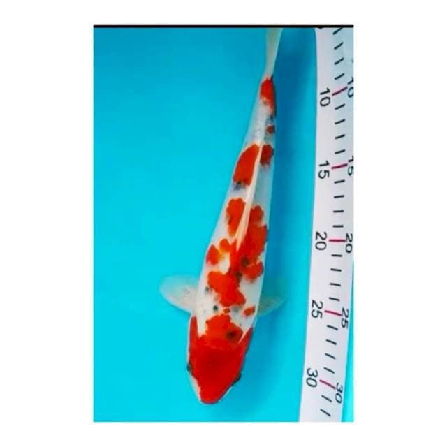 GOSHIKI 30cm