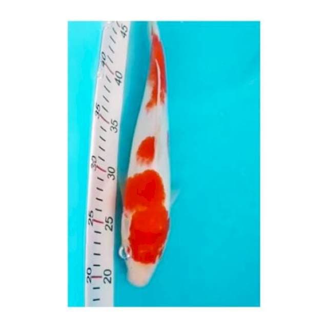 KOHAKU 30cm