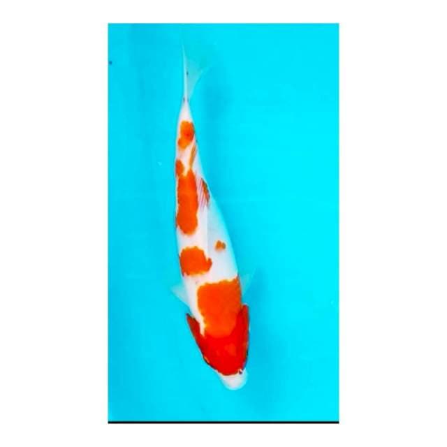 KOHAKU 30cm
