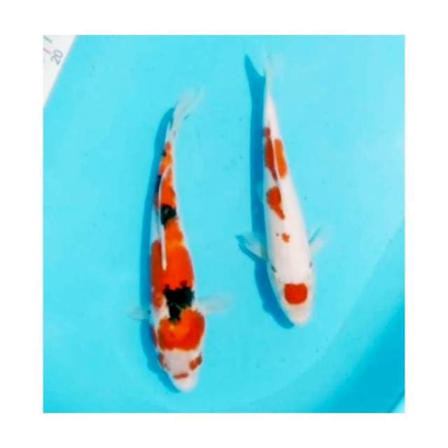 Kohaku, sanke 29,31cm