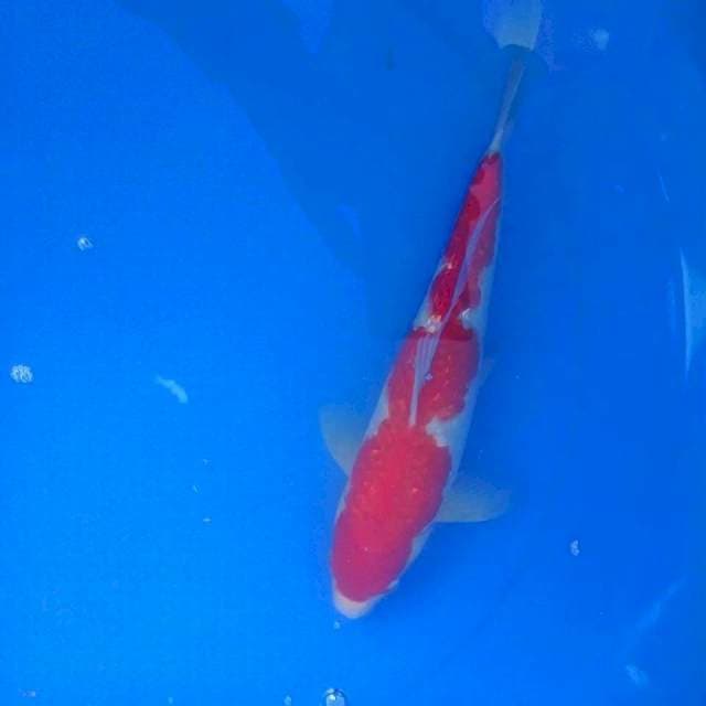 Kohaku Ginrin 27cm