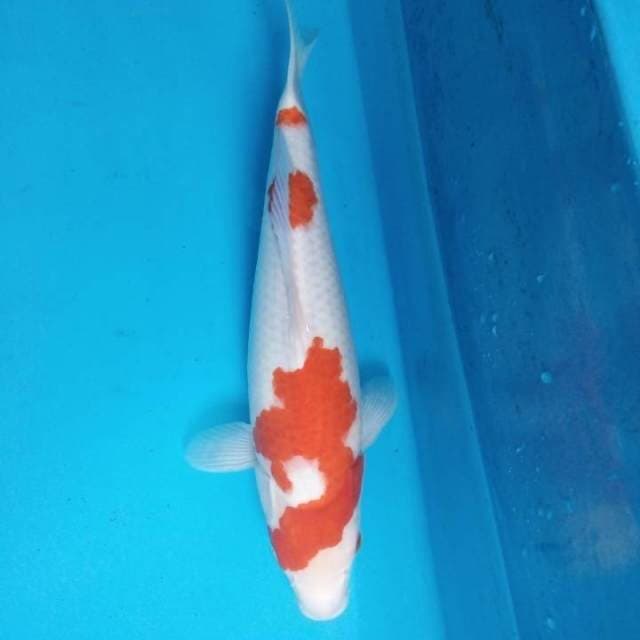 Kohaku 36 cm