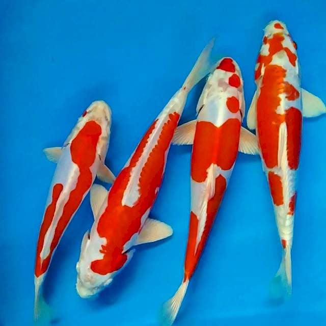 Beni Kikushui 25-30cm