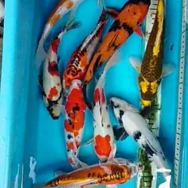 Mix Pelangi 20-25cm