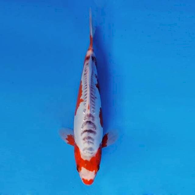 TORA 1 - SHUSUI EVO ®