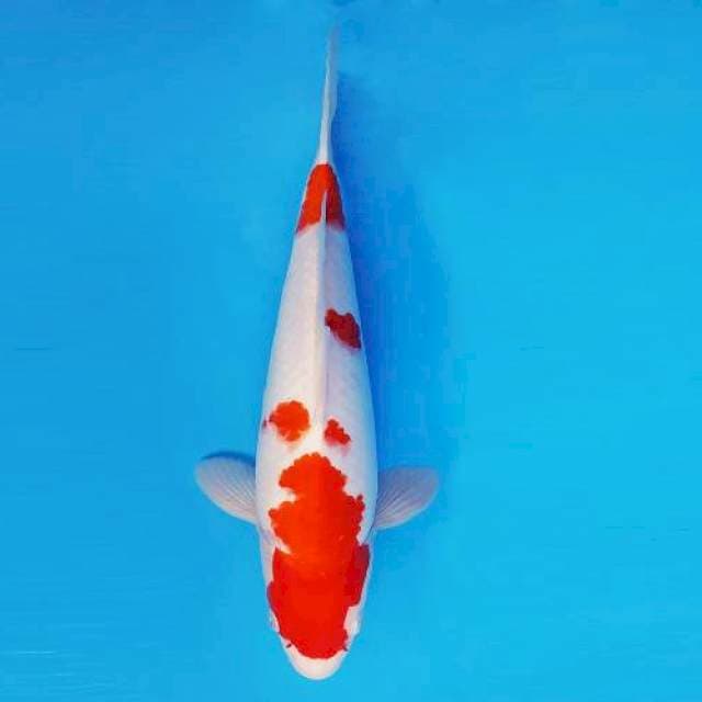 TORA 2 - KOHAKU ®