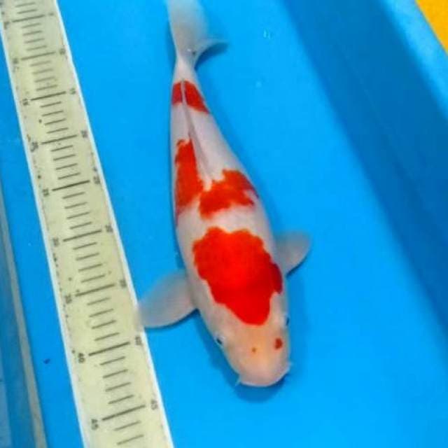 Kohaku sandan calon jumbo 40cm